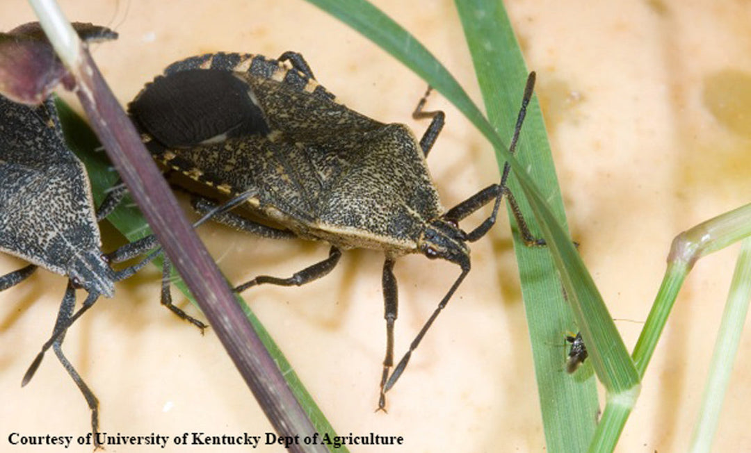 Squash bugs on a plant. 