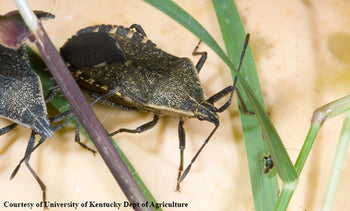 Squash bugs on a plant. 