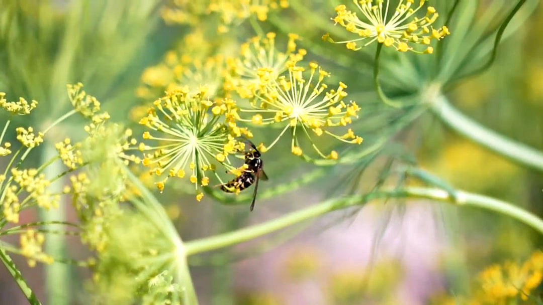 A wasp on a fennel plant.