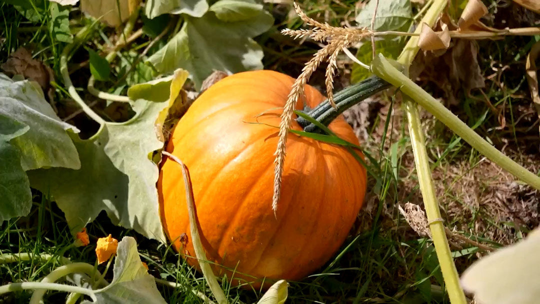 A bright orange pumpkin growing on a pumpkin plant.