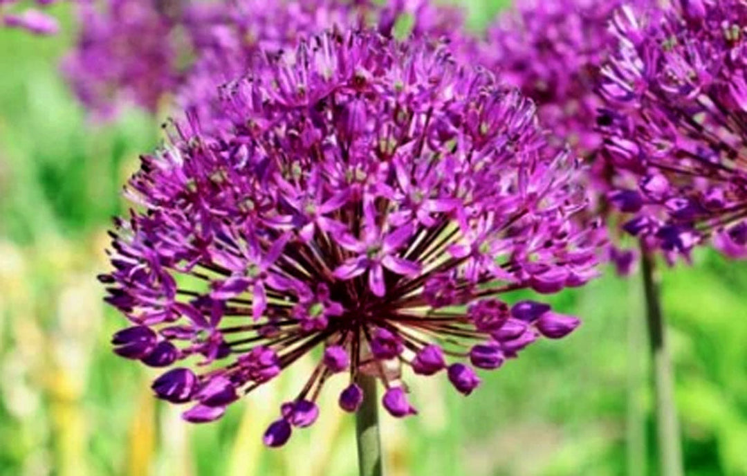 Allium flowers growing in a garden.