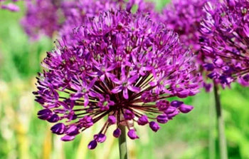 Allium flowers growing in a garden.