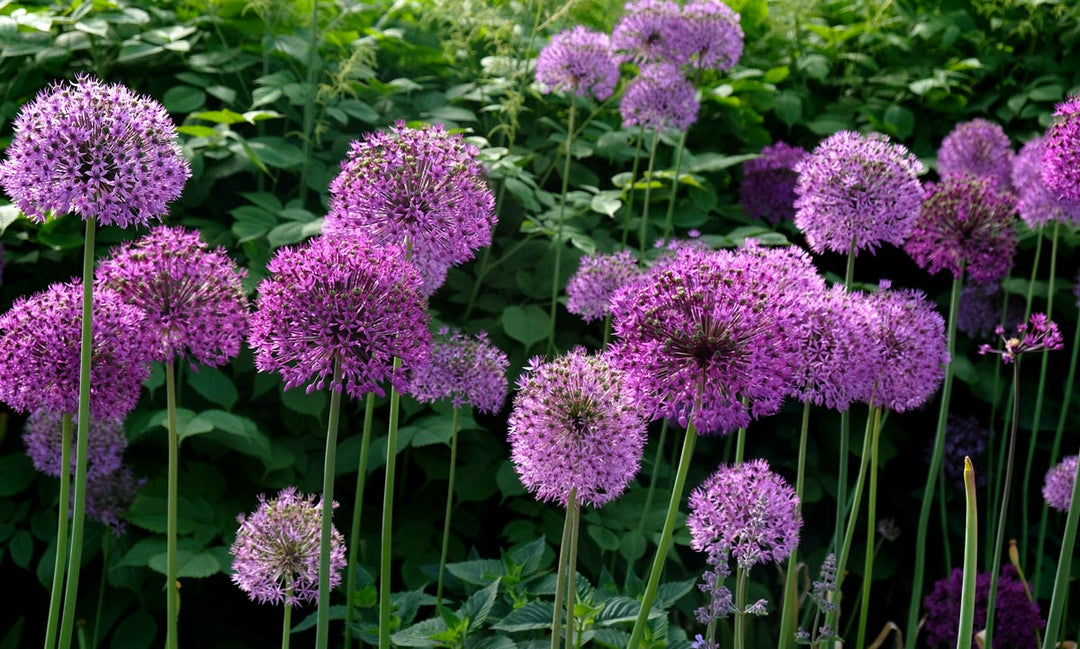 Allium flowers growing in a garden.