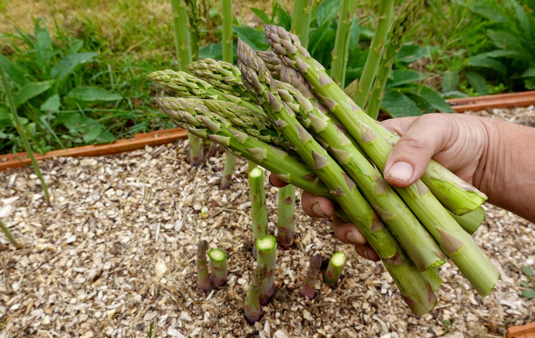 A man harvesting fresh asparagus in a garden.