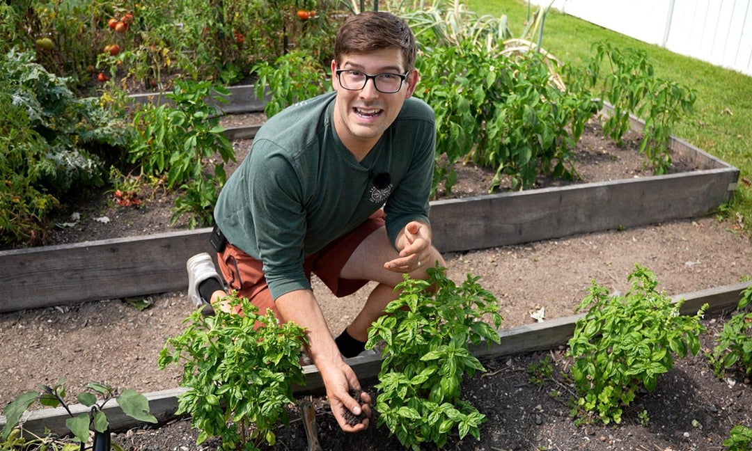 A man demonstrating how to grow basil from seed.