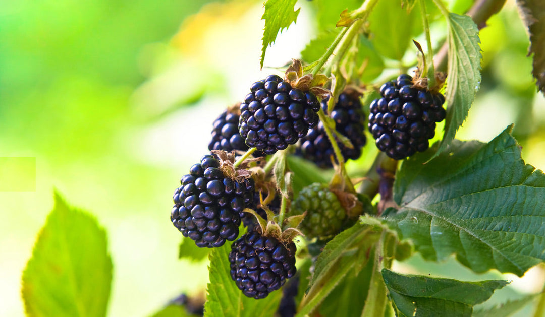 Ripe blackberries on a blackberry plant.