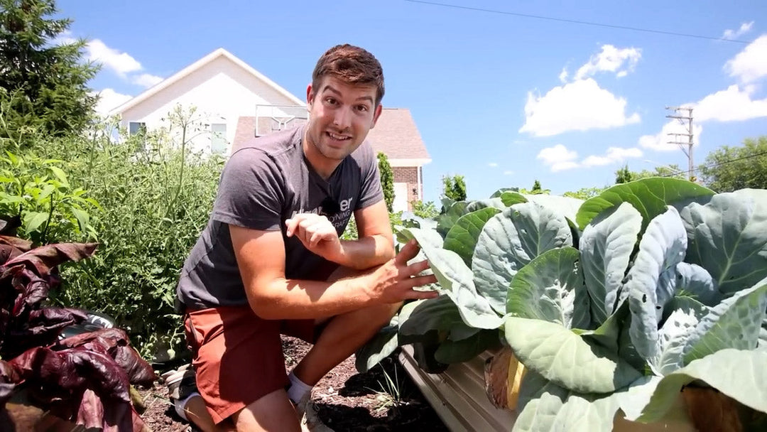 A man growing beautiful, big heads of cabbage in his garden.