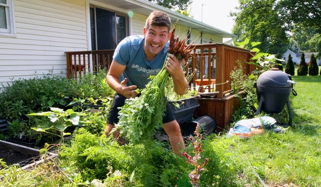 A man holding large, freshly harvested carrots.