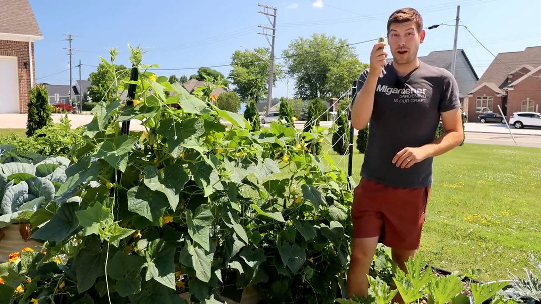 A man picking cucumbers off of thriving cucumber plants.
