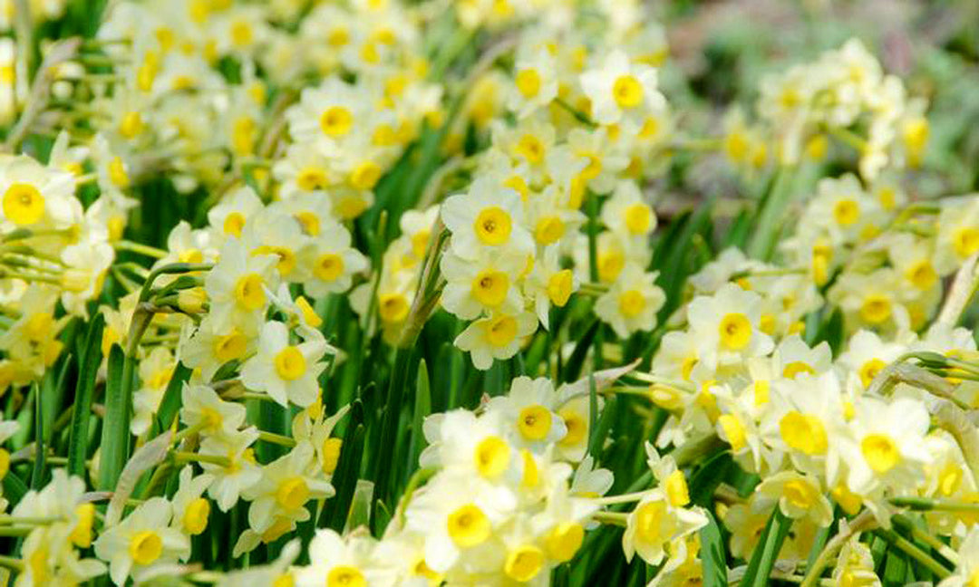 Daffodils blooming in a flower garden.