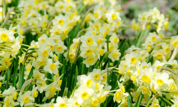Daffodils blooming in a flower garden.