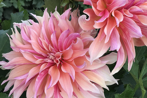 Beautiful, large, pink dahlias growing in a garden.