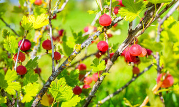 Gooseberries growing on a bush.