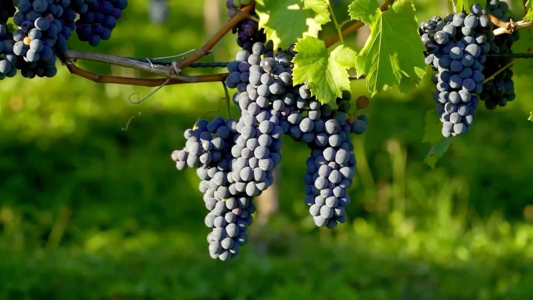 Beautiful clusters of grapes growing on a grape vine.