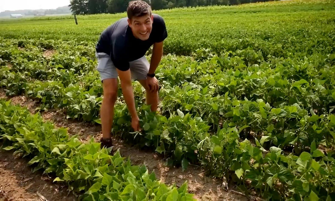 A man explaining how to grow green beans for maximum production.
