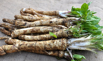 Fresh, homegrown horseradish roots.