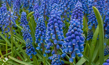 Grape hyacinths growing in a garden.