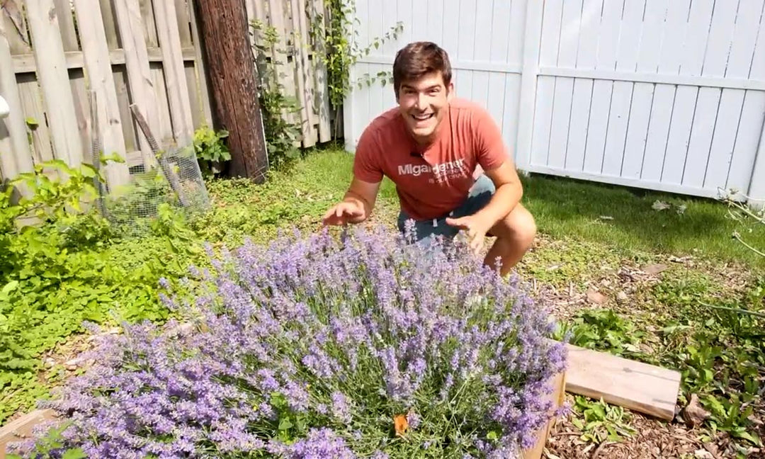 A man growing a big, healthy lavender plant.