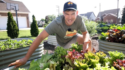 How to Grow Lettuce: A Complete Organic Growing Guide