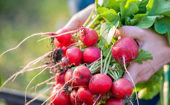 A bundle of freshly harvested radishes.