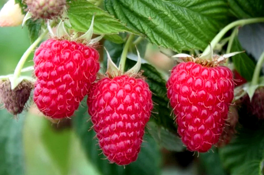 Bright red raspberries growing on a healthy plant.