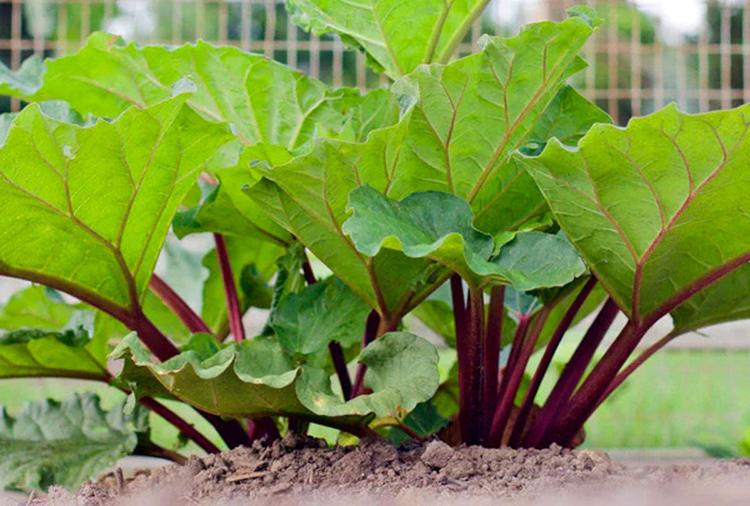 A healthy rhubarb plant growing in a garden.