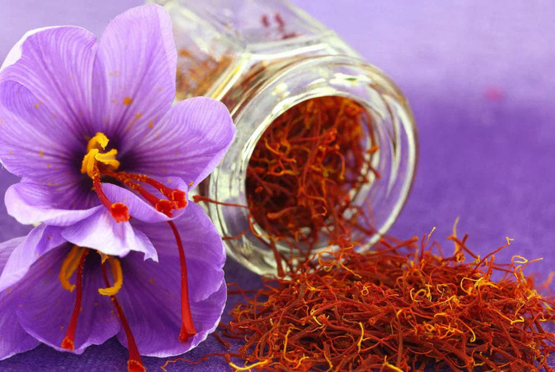 Saffron crocus flowers with harvested saffron spice.