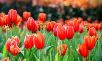 Beautiful tulips blooming the spring.