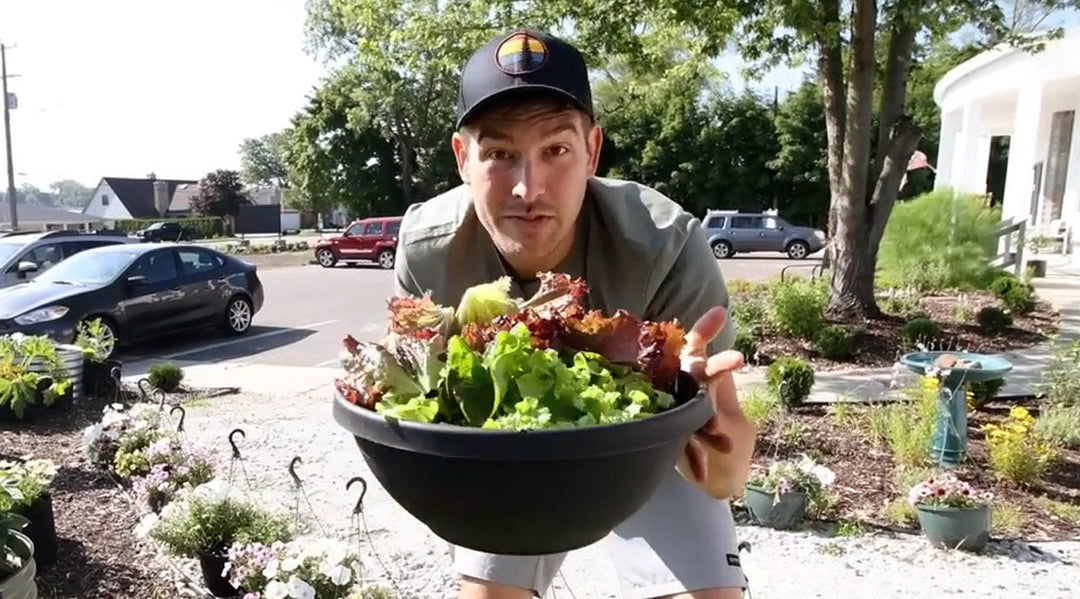 A man harvesting lettuce.