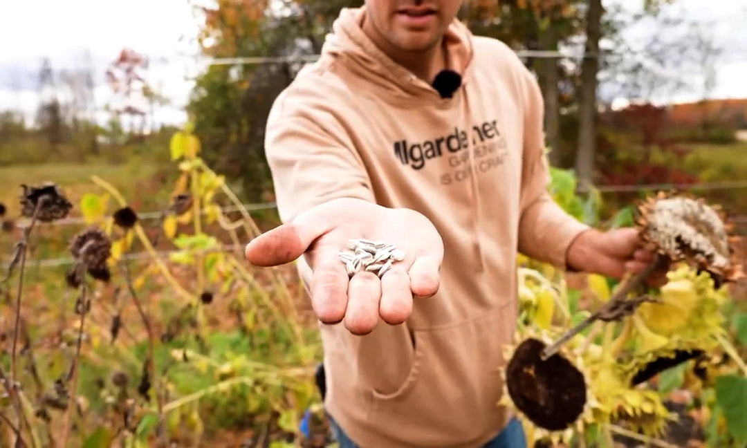 A man harvesting sunflower seeds.