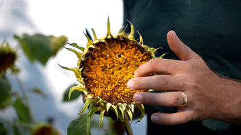 A man holding a large sunflower ready for harvesting.