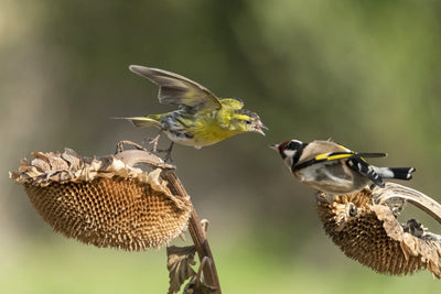 How to Keep Birds Out of The Garden - Friend or Foe?