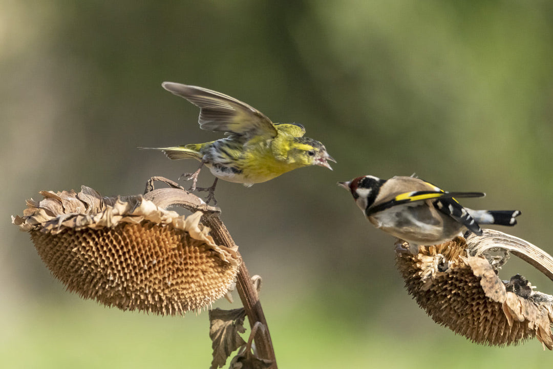 Two birds fighting over sunflowers in a garden.