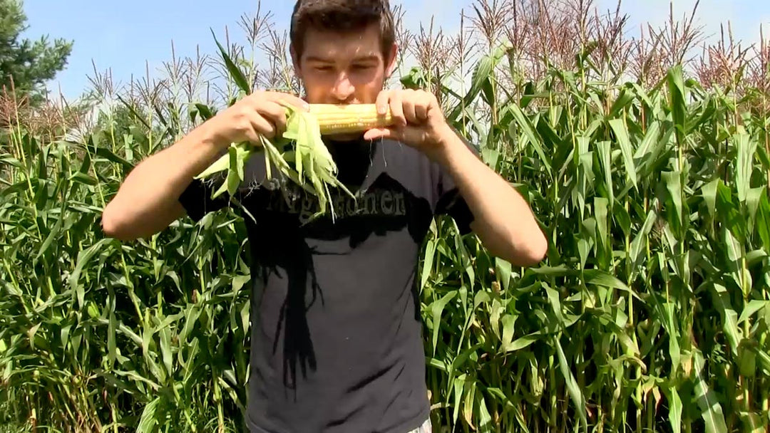 A man eating fresh corn in a field of corn.