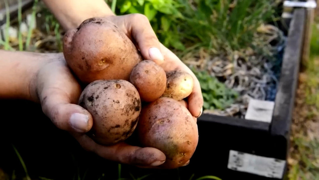 Freshly harvested potatoes grown in a home garden.