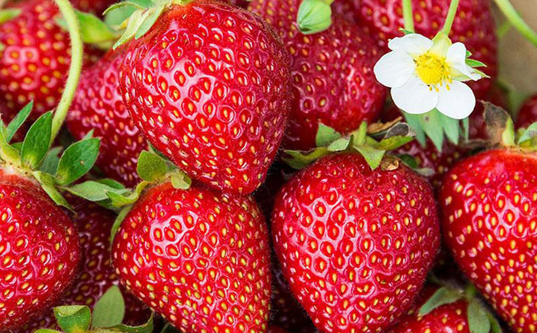 Freshly picked ripe strawberries.