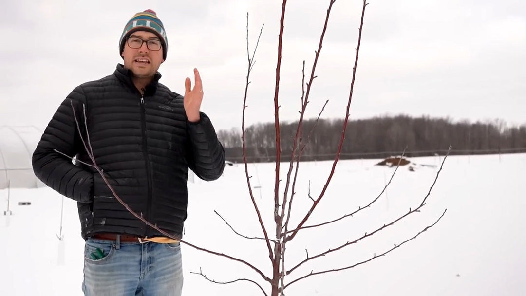 A man explaining how to prune a fruit tree.