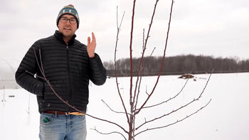 A man explaining how to prune a fruit tree.