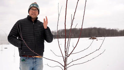 How to Prune Fruit Trees Properly: A Comprehensive Guide