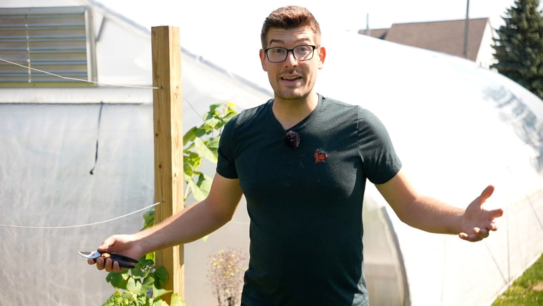 A man talking about how to prune grape vines. 