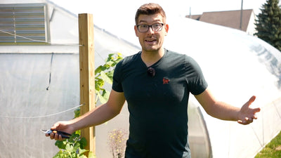 A Complete Guide For How to Prune Grape Vines Correctly