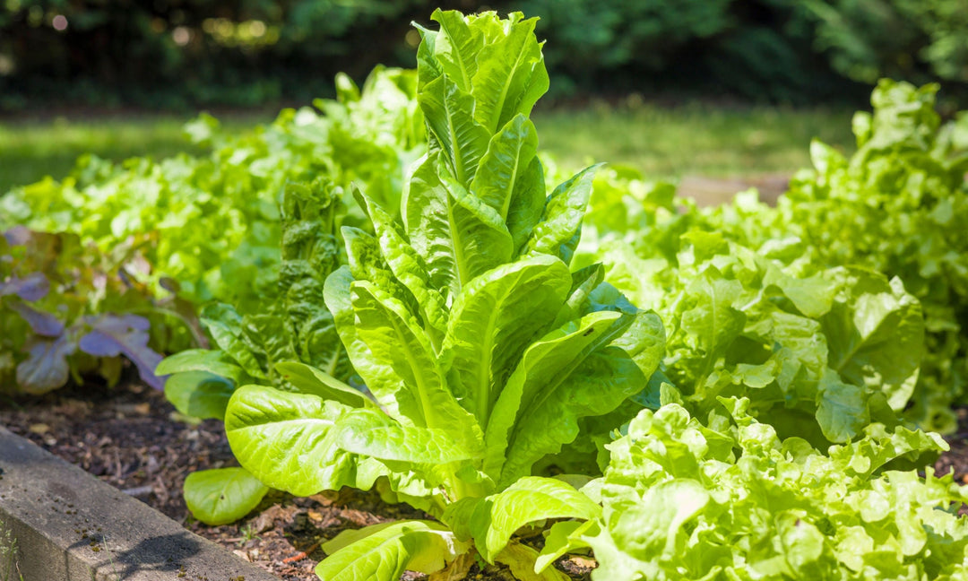 Bolted lettuce growing in a garden bed.