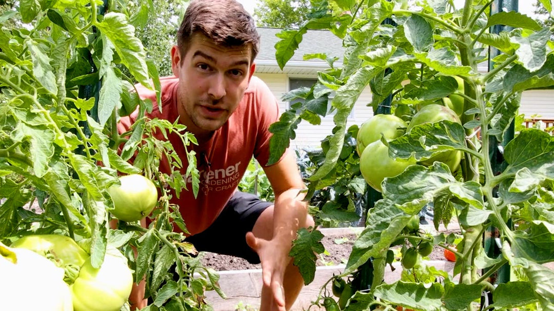 A man knealing by healthy tomato plants growing on stakes.