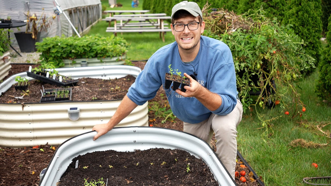 A man kneeling in a garden holding seedlings ready for transplanting..