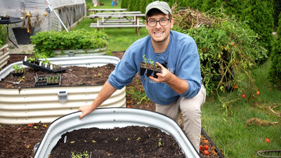 How to Transplant Seedlings the Right Way: Secrets Revealed