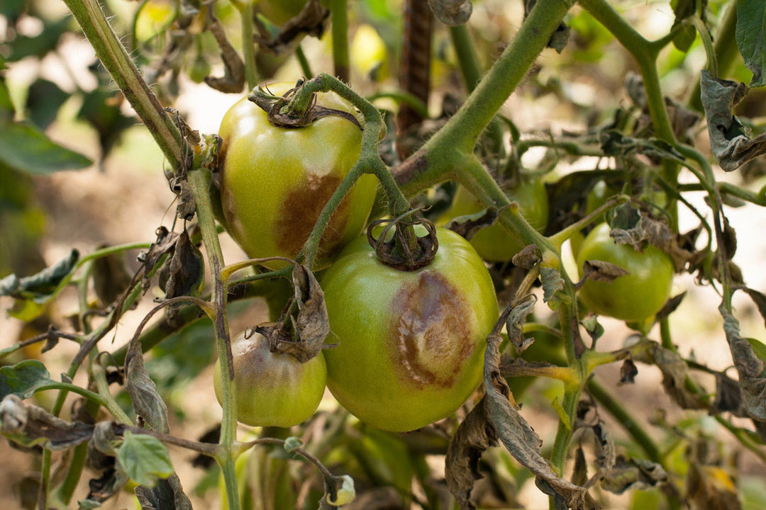Green tomatoes growing on a vine with signs of tomato blight.