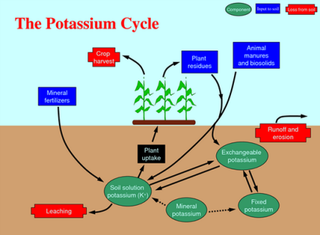 The Role Of Potassium In The Garden