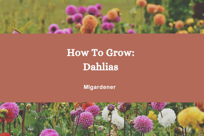 How to Grow Dahlias - Everyone's Favorite Cut Flower