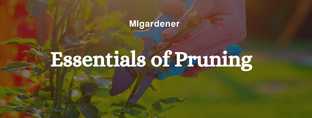 The Best Pruning Tips For Improving Plant Health