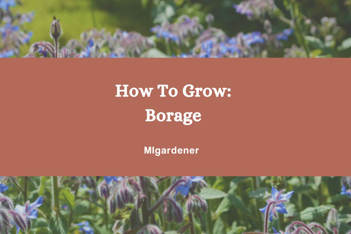 How To Grow: Organic Borage – MIgardener
